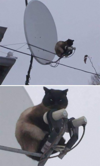 Illustration de l'article : 20 photos de chats qui ne contribueront pas à défaire le cliché selon lequel ils veulent dominer le monde