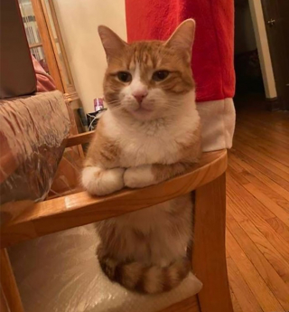 Illustration de l'article : 20 photos de chats qui ne contribueront pas à défaire le cliché selon lequel ils veulent dominer le monde