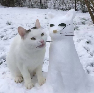 Illustration de l'article : 20 photos de chats qui ne contribueront pas à défaire le cliché selon lequel ils veulent dominer le monde