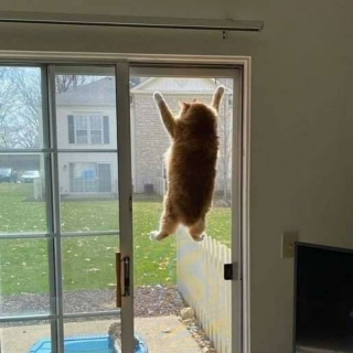 Illustration de l'article : 20 photos de chats qui ne contribueront pas à défaire le cliché selon lequel ils veulent dominer le monde