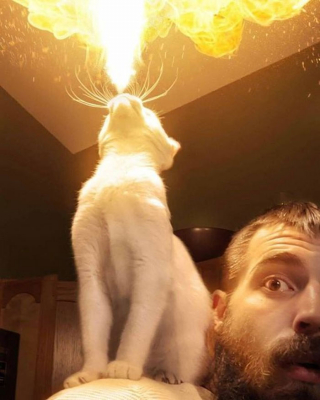 Illustration de l'article : 20 photos de chats qui ne contribueront pas à défaire le cliché selon lequel ils veulent dominer le monde