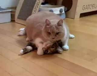 Illustration de l'article : 20 photos de chats qui ne contribueront pas à défaire le cliché selon lequel ils veulent dominer le monde