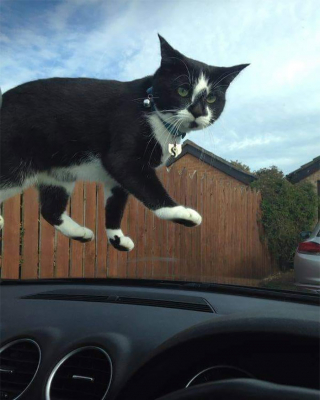 Illustration de l'article : 20 photos de chats qui ne contribueront pas à défaire le cliché selon lequel ils veulent dominer le monde
