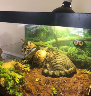 Illustration de l'article : 20 photos de chats qui ne contribueront pas à défaire le cliché selon lequel ils veulent dominer le monde