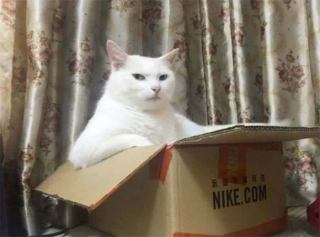 Illustration de l'article : 20 photos de chats qui ne contribueront pas à défaire le cliché selon lequel ils veulent dominer le monde