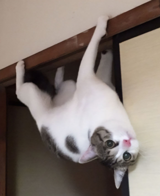 Illustration de l'article : 20 photos de chats qui ne contribueront pas à défaire le cliché selon lequel ils veulent dominer le monde