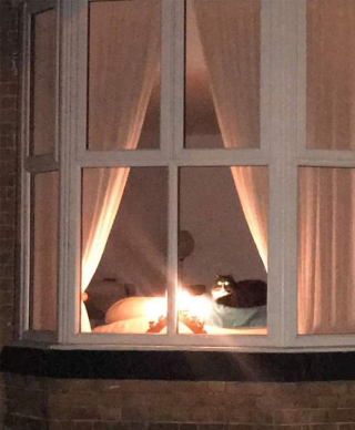 Illustration de l'article : 20 photos de chats qui ne contribueront pas à défaire le cliché selon lequel ils veulent dominer le monde