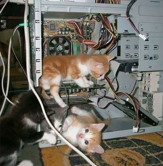 Illustration de l'article : 20 photos de chats qui ne contribueront pas à défaire le cliché selon lequel ils veulent dominer le monde