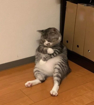 Illustration de l'article : 20 photos de chats excentriques pour lesquels « le naturel ne tue pas »
