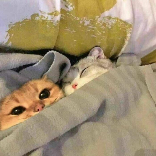Illustration de l'article : 20 photos de chats excentriques pour lesquels « le naturel ne tue pas »