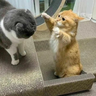 Illustration de l'article : 20 photos de chats excentriques pour lesquels « le naturel ne tue pas »