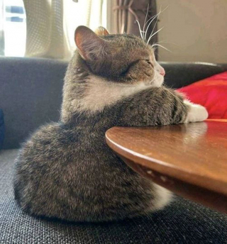 Illustration de l'article : 20 photos de chats excentriques pour lesquels « le naturel ne tue pas »