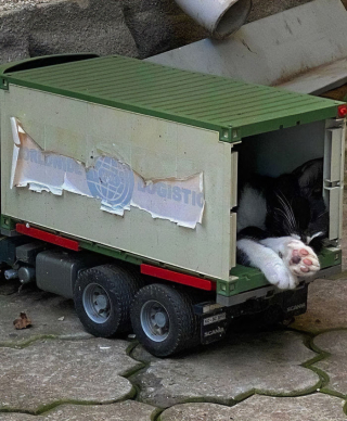 Illustration de l'article : 20 photos de chats excentriques pour lesquels « le naturel ne tue pas »