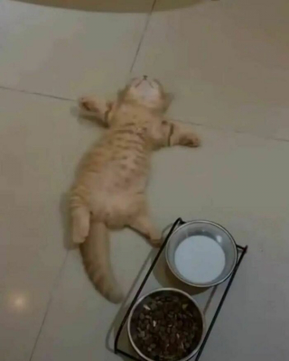 Illustration de l'article : 20 photos de chats excentriques pour lesquels « le naturel ne tue pas »