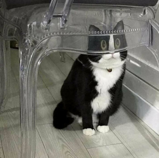 Illustration de l'article : 20 photos de chats excentriques pour lesquels « le naturel ne tue pas »