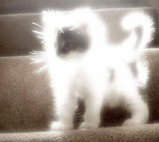 Illustration de l'article : 20 photos de chats excentriques pour lesquels « le naturel ne tue pas »