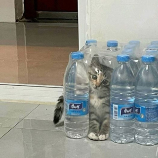Illustration de l'article : 20 photos de chats excentriques pour lesquels « le naturel ne tue pas »
