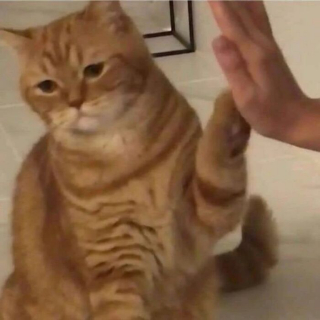 Illustration de l'article : 20 photos de chats excentriques pour lesquels « le naturel ne tue pas »