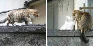 Illustration de l'article : 20 photos de chats excentriques pour lesquels « le naturel ne tue pas »