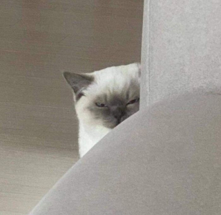 Illustration de l'article : 20 photos de chats excentriques pour lesquels « le naturel ne tue pas »