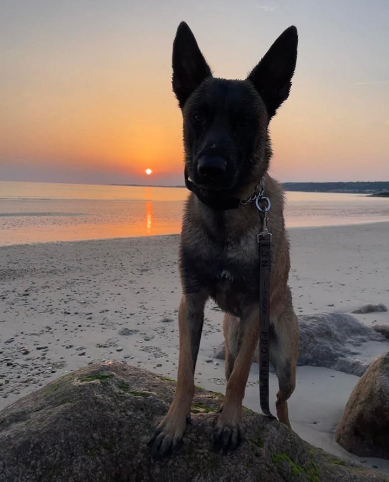 https://www.woopets.fr/assets/ckeditor/2022/jul/actualities/15910/xl/292784575-572520047610491-2643081210999316391-n.jpg