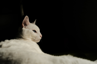 Illustration de l'article : 10 signes infaillibles qui prouvent que vous êtes une personne à chats