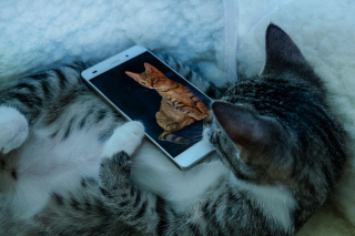 Illustration de l'article : 10 signes infaillibles qui prouvent que vous êtes une personne à chats