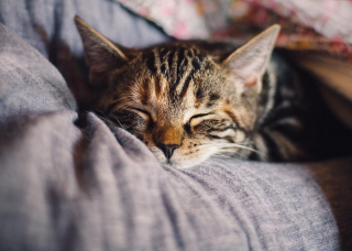 Illustration de l'article : 10 signes infaillibles qui prouvent que vous êtes une personne à chats