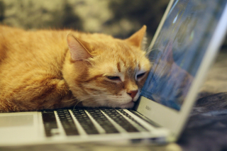 Illustration de l'article : 10 signes infaillibles qui prouvent que vous êtes une personne à chats