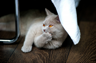 Illustration de l'article : 10 signes infaillibles qui prouvent que vous êtes une personne à chats