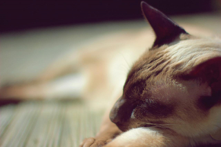 Illustration de l'article : 10 signes infaillibles qui prouvent que vous êtes une personne à chats