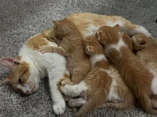 Illustration de l'article : Sauvetage de 40 chats, dont 17 chatons, qui vivaient chez une personne dépassée par le nombre
