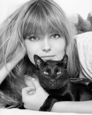 Illustration de l'article : 18 photos de vedettes en compagnie de leurs chats, des portraits chargés d'histoire