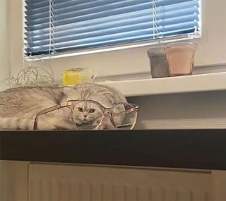 Illustration de l'article : 18 photos prouvant qu'il n'y a pas plus doué que nos animaux pour nous offrir des fous rires