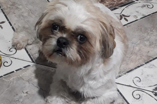 Illustration de l'article : Un chien abandonné dans un taxi avec une lettre déchirante est recueilli par le chauffeur