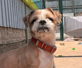 Illustration de l'article : Les sauveteurs ont dû attendre d’avoir rasé la fourrure de ce petit chien secouru après négligence avant de découvrir sa race