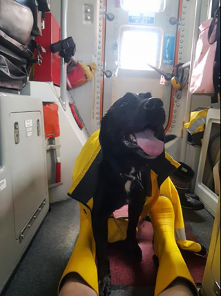 Illustration de l'article : Un homme, son fils et son chien secourus en mer suite à une panne de moteur 