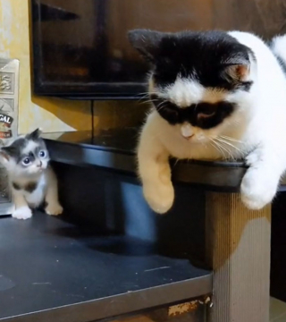 Illustration de l'article : 15 photos d'un chat et de son chaton ressemblant au célèbre personnage Zorro !