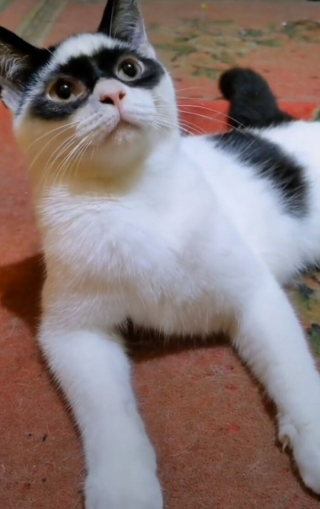 Illustration de l'article : 15 photos d'un chat et de son chaton ressemblant au célèbre personnage Zorro !