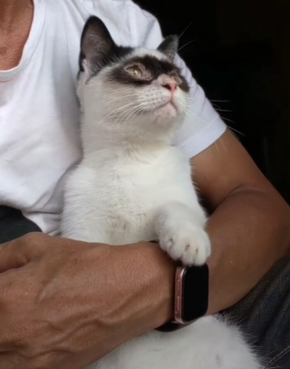 Illustration de l'article : 15 photos d'un chat et de son chaton ressemblant au célèbre personnage Zorro !