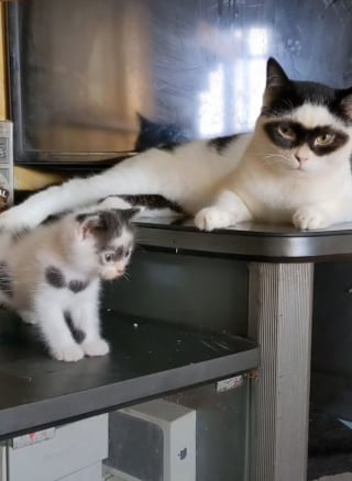 Illustration de l'article : 15 photos d'un chat et de son chaton ressemblant au célèbre personnage Zorro !