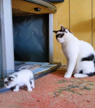 Illustration de l'article : 15 photos d'un chat et de son chaton ressemblant au célèbre personnage Zorro !