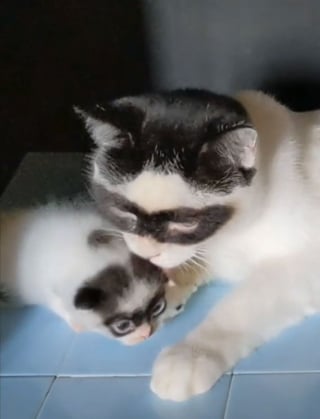 Illustration de l'article : 15 photos d'un chat et de son chaton ressemblant au célèbre personnage Zorro !
