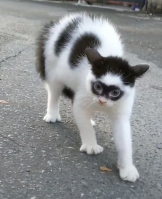 Illustration de l'article : 15 photos d'un chat et de son chaton ressemblant au célèbre personnage Zorro !