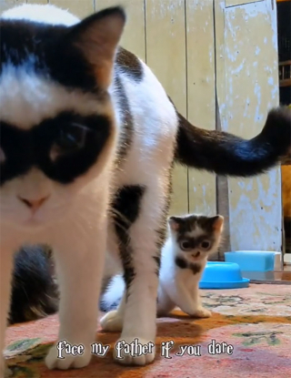 Illustration de l'article : 15 photos d'un chat et de son chaton ressemblant au célèbre personnage Zorro !