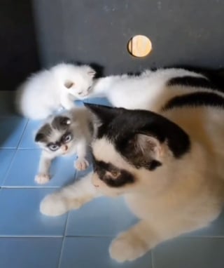 Illustration de l'article : 15 photos d'un chat et de son chaton ressemblant au célèbre personnage Zorro !
