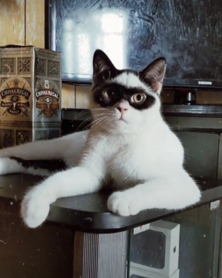 Illustration de l'article : 15 photos d'un chat et de son chaton ressemblant au célèbre personnage Zorro !
