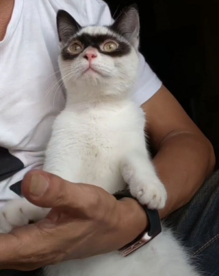 Illustration de l'article : 15 photos d'un chat et de son chaton ressemblant au célèbre personnage Zorro !
