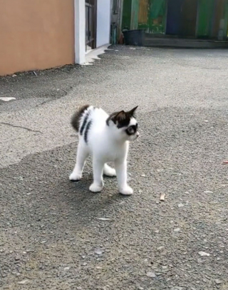 Illustration de l'article : 15 photos d'un chat et de son chaton ressemblant au célèbre personnage Zorro !