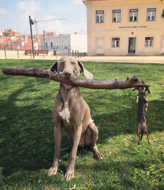 Illustration de l'article : 18 photos de chiens et chats qui vont vous libérer de votre mauvaise humeur
